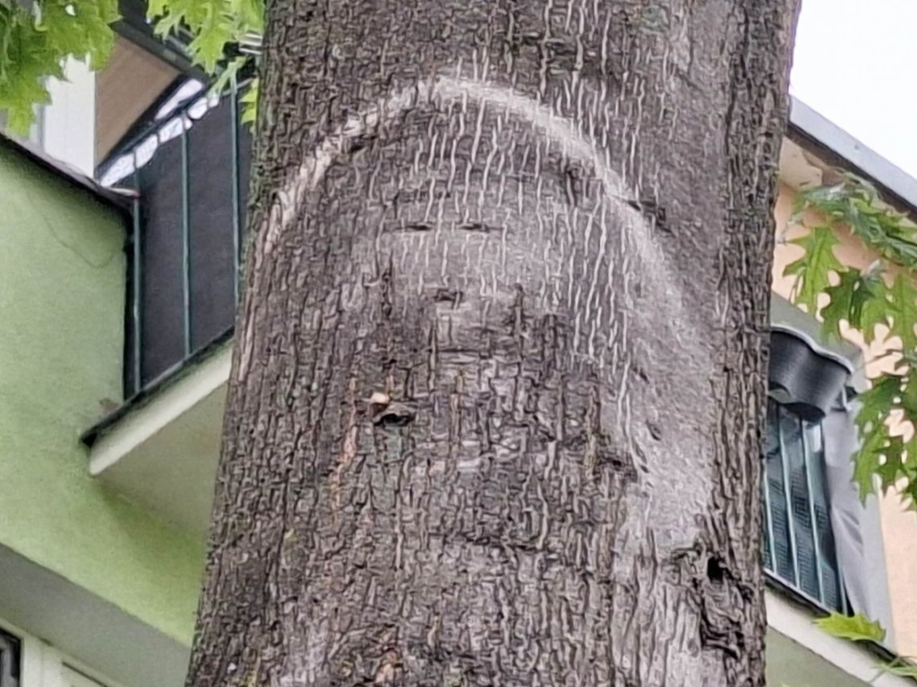 Conchita Wurst wisząca na drzewie